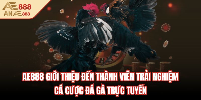 AE888 giới thiệu đến thành viên trải nghiệm cá cược đá gà trực tuyến